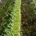 美国西芹大棚种植大量上市细棵优质精品芹菜