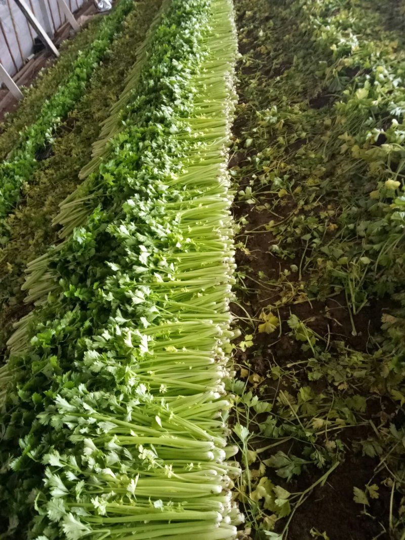 美国西芹大棚种植大量上市细棵优质精品芹菜