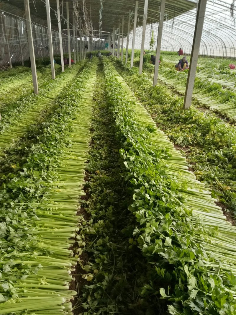 美国西芹大棚种植大量上市细棵优质精品芹菜