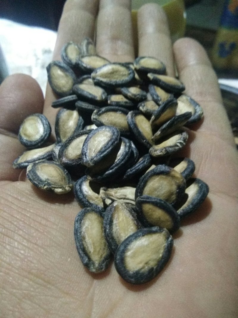 甘肃省玉门市瓜子西瓜子