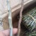 铁皮石斛