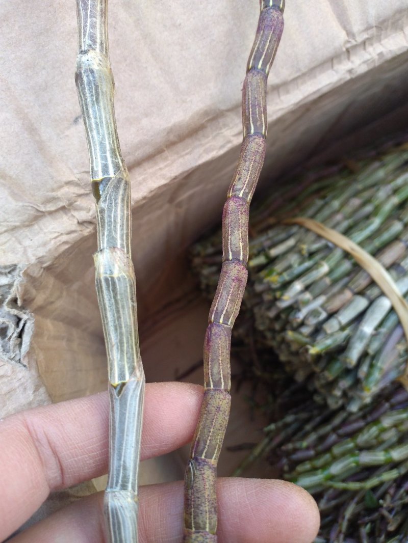 铁皮石斛