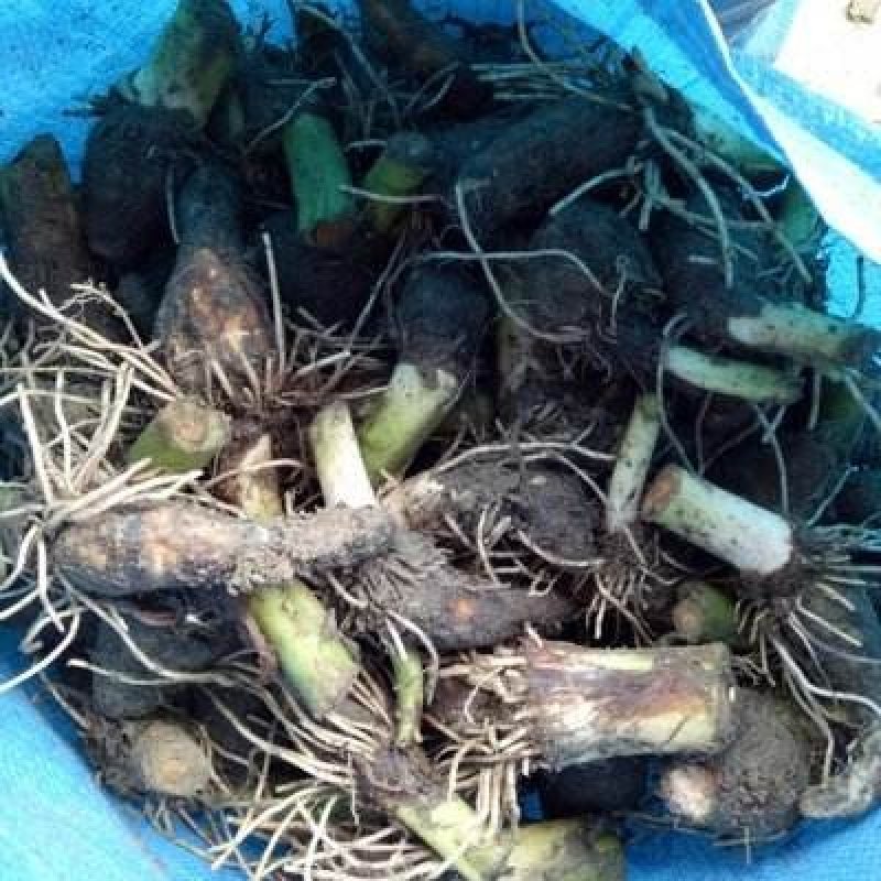 芋头种子槟榔芋种子芋种香芋种粉芋种