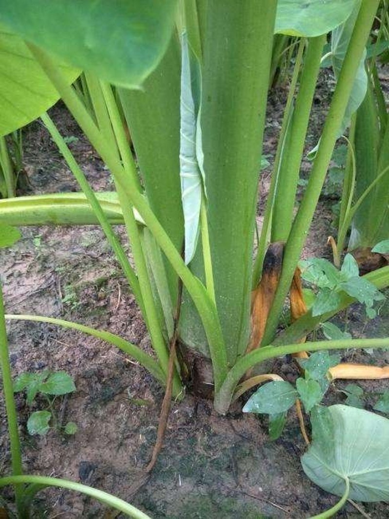 芋头种子槟榔芋种子芋种香芋种粉芋种