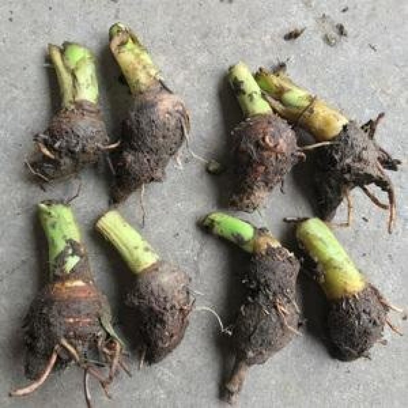 芋头种子槟榔芋种子芋种香芋种粉芋种