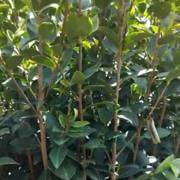 两年生嫁接裸根油茶苗30公分/55公分高
