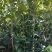 两年生嫁接裸根油茶苗30公分/55公分高