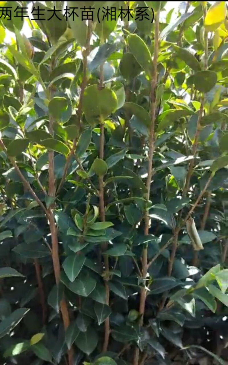 两年生嫁接裸根油茶苗30公分/55公分高