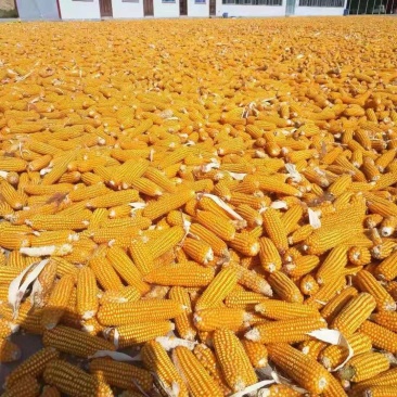 有玉米2000吨