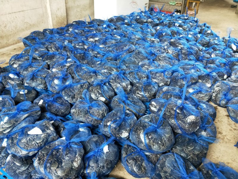 盘锦河蟹公母各5只共10只(大闸蟹)