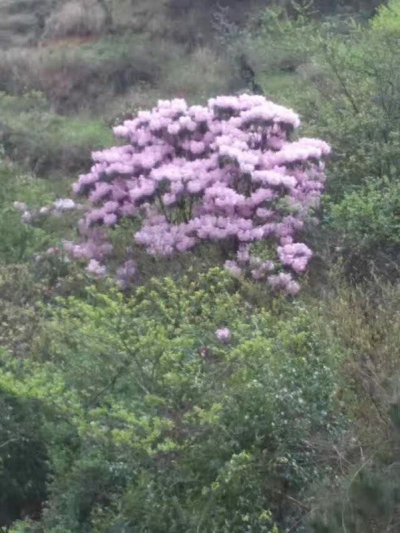 鹿角杜鹃