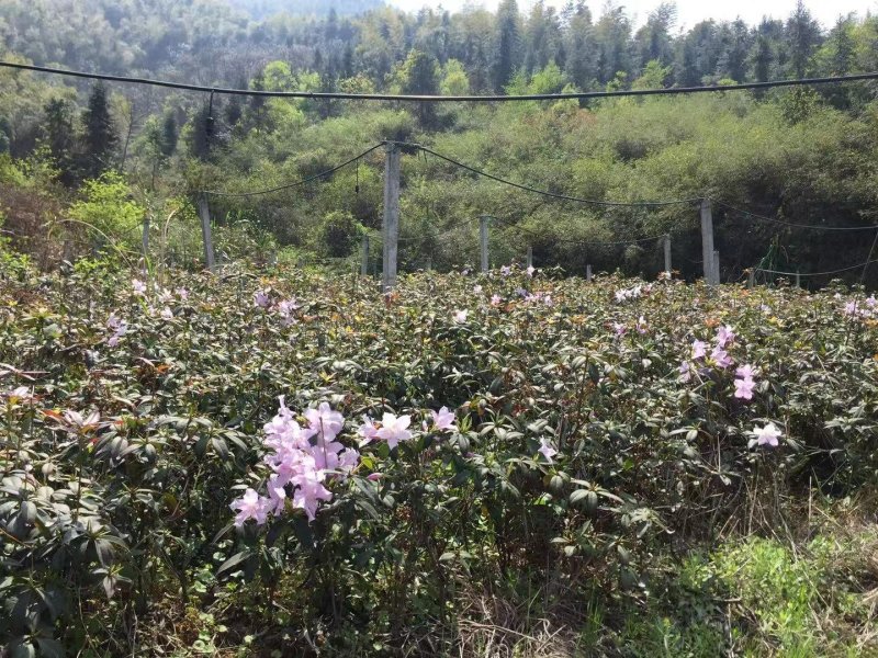 鹿角杜鹃
