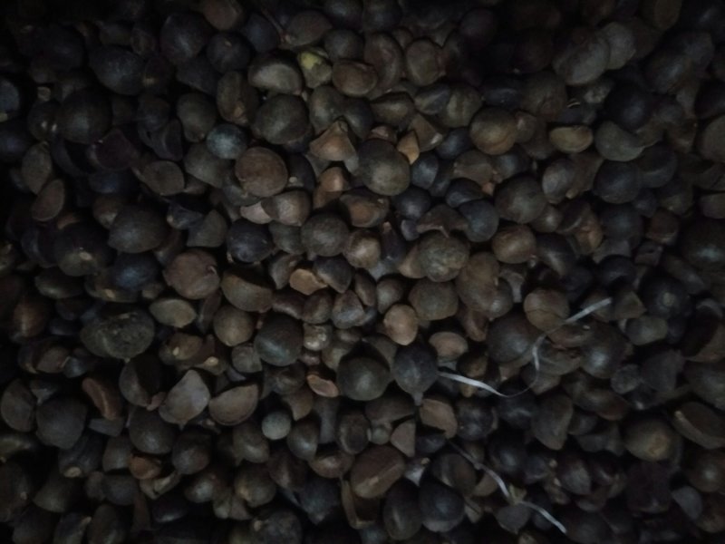 正宗中小籽山茶油