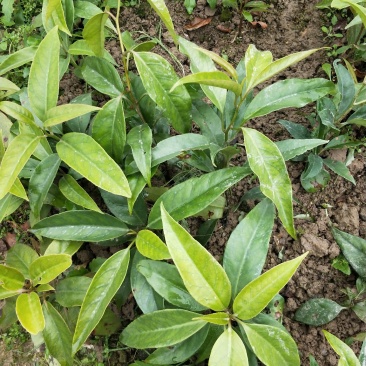 黑老虎两年大苗价格优惠，基地直发