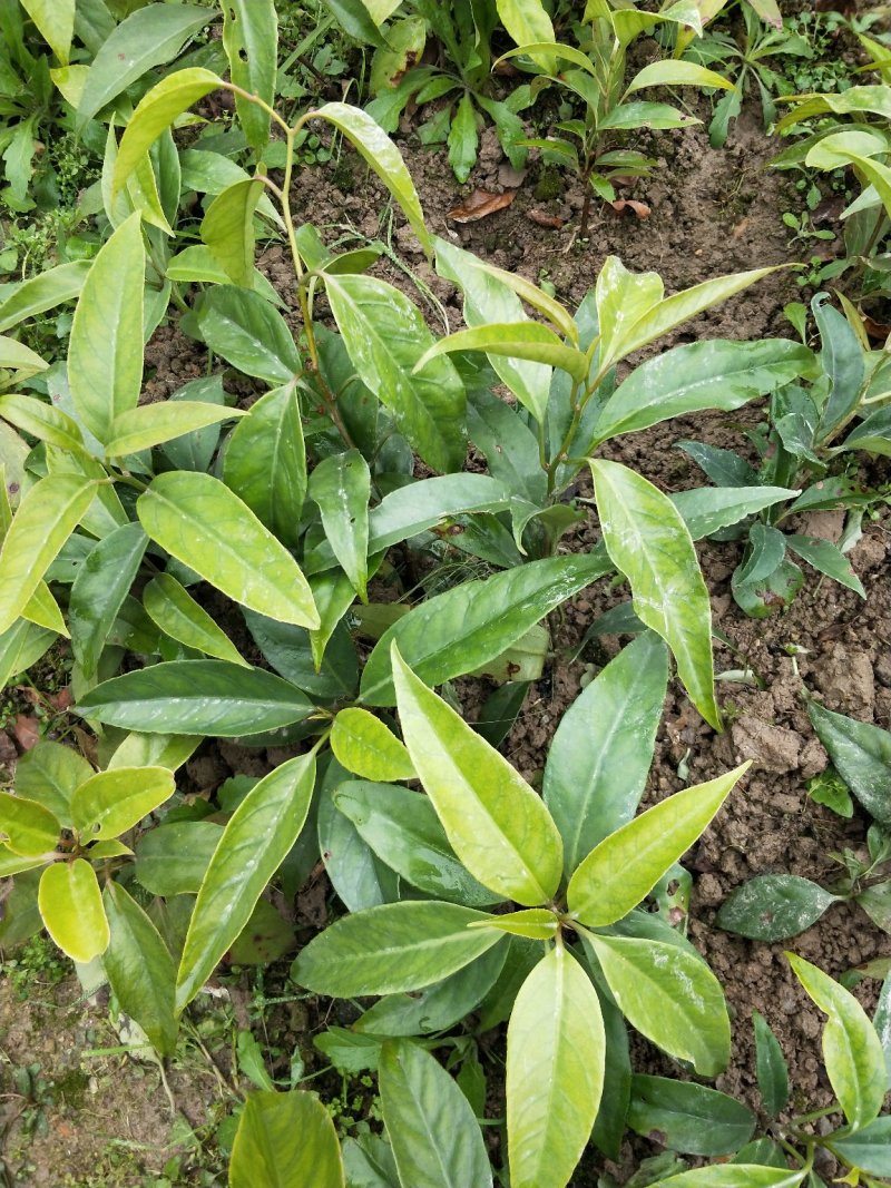 黑老虎两年大苗价格优惠，基地直发