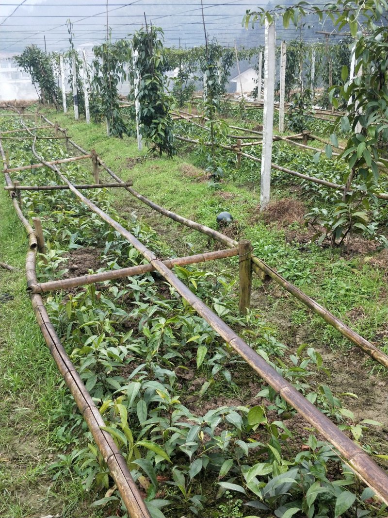 黑老虎两年大苗价格优惠，基地直发