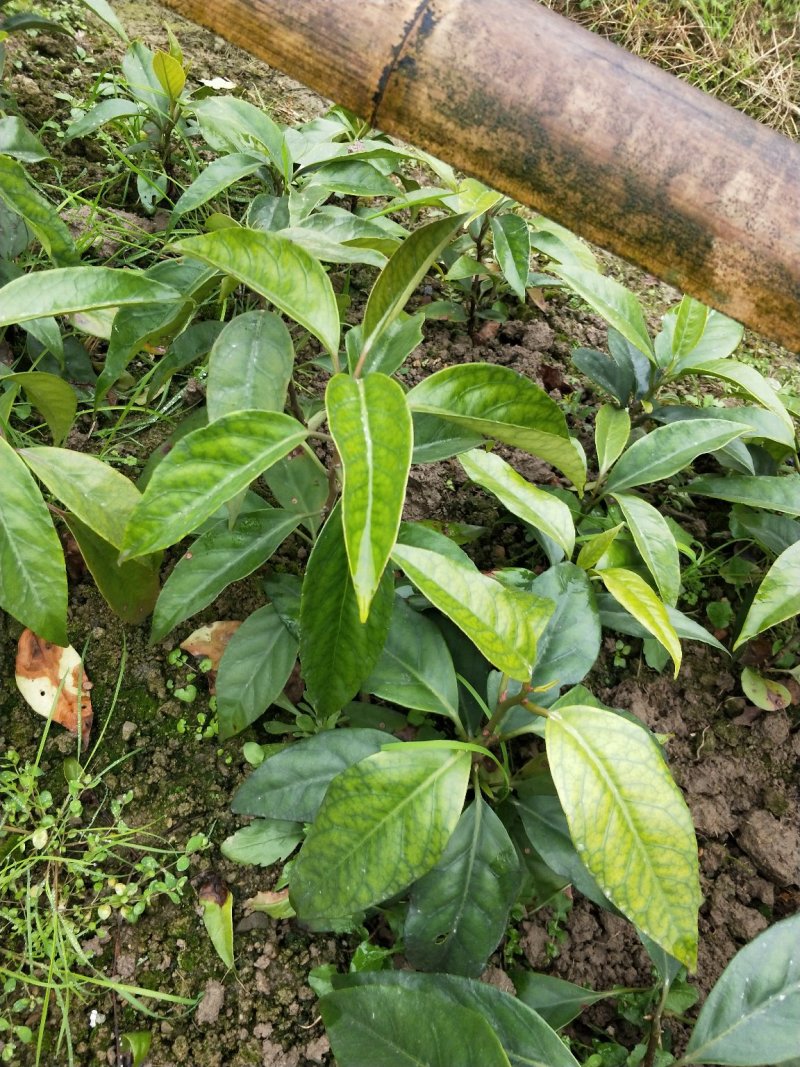 黑老虎两年大苗价格优惠，基地直发
