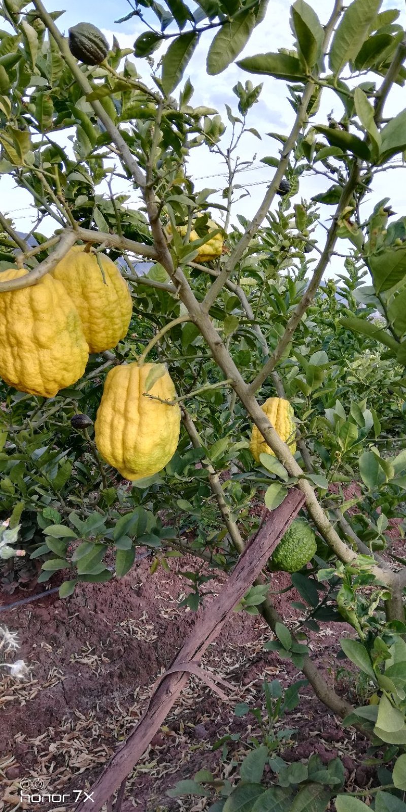 香橼香椽千佛手