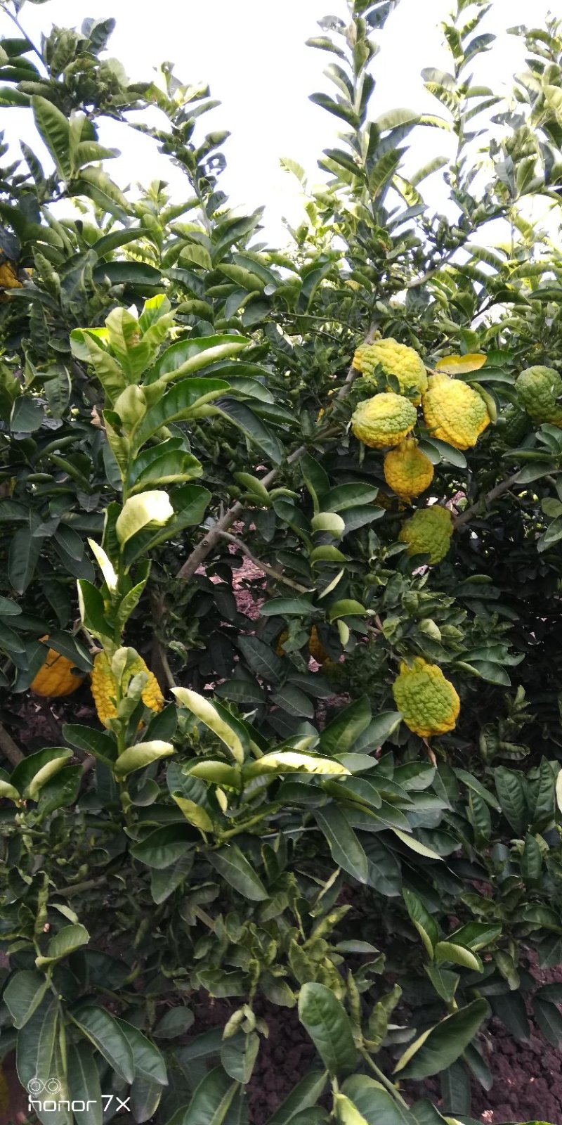 香橼香椽千佛手
