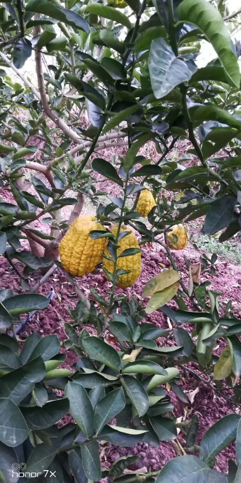 香橼香椽千佛手