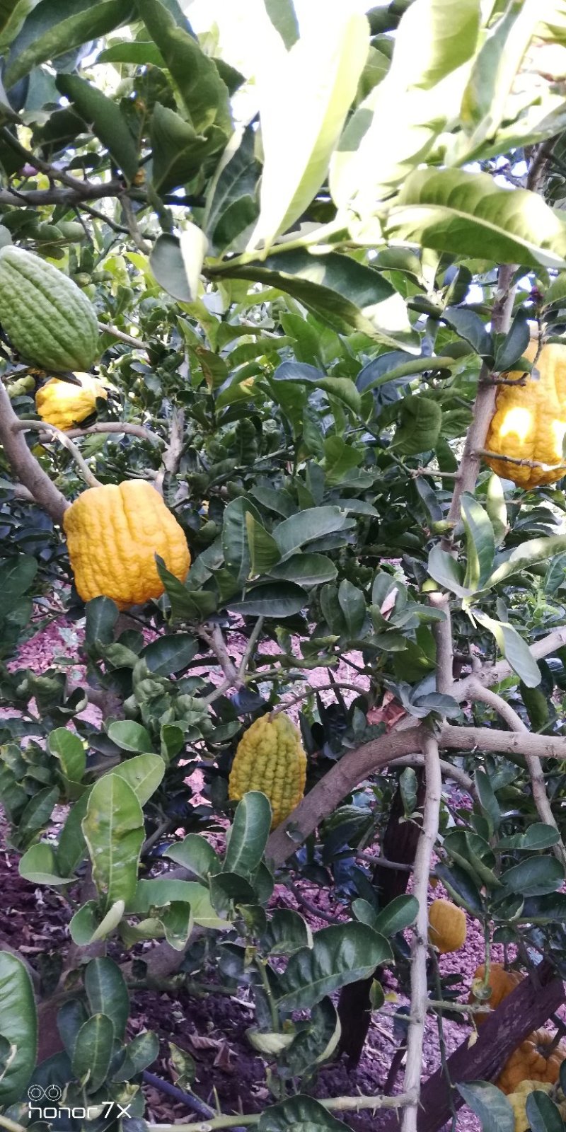 香橼香椽千佛手