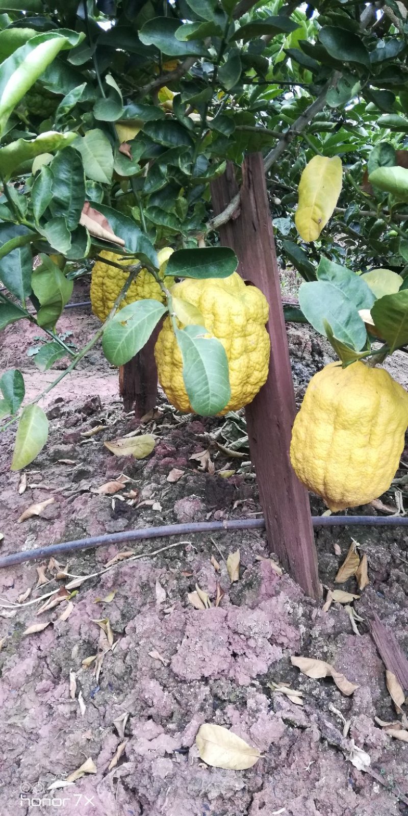 香橼香椽千佛手