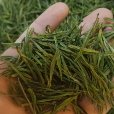 安吉白茶