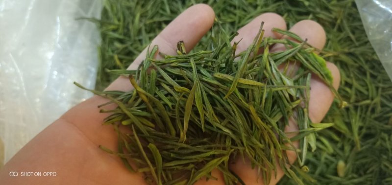 安吉白茶