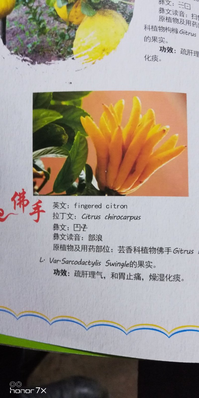 佛手散装