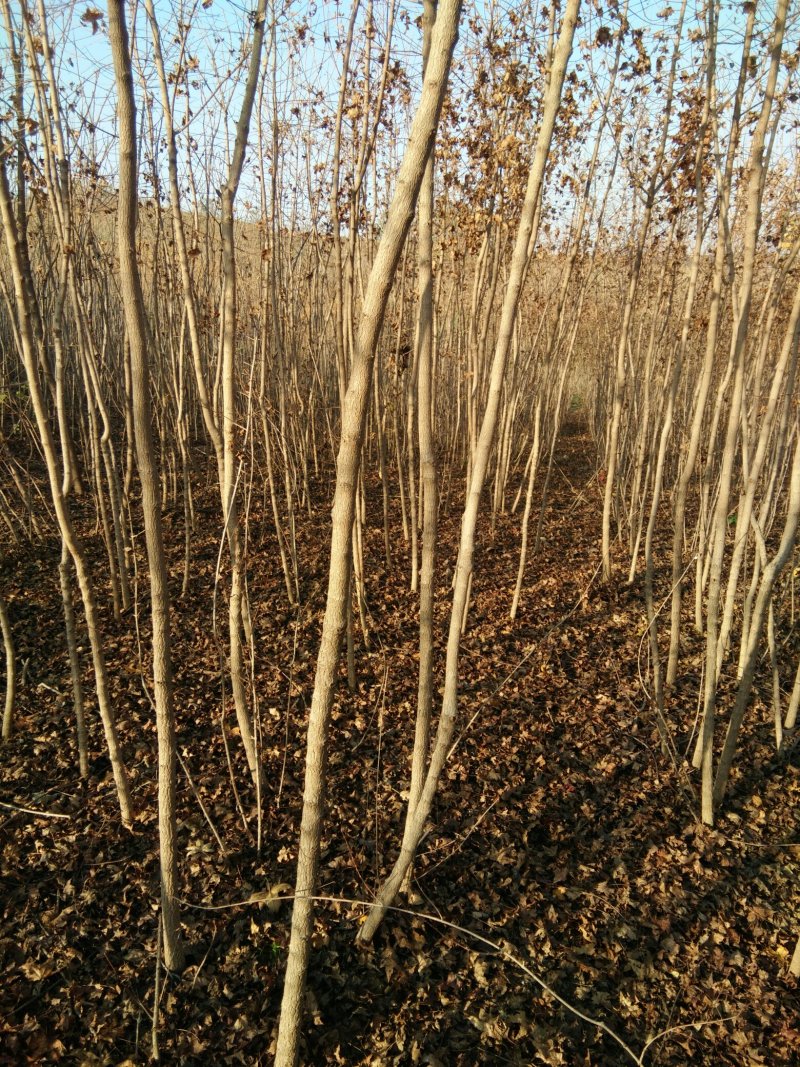 大量供应各种规格的五角枫、三角枫，