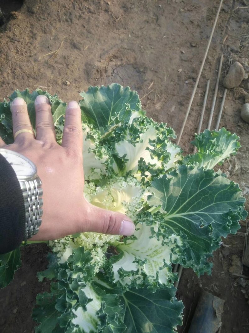 大量现货羽衣甘蓝红色白色质优价廉
