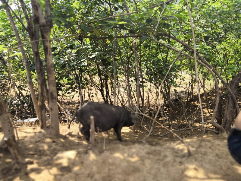 生态养殖