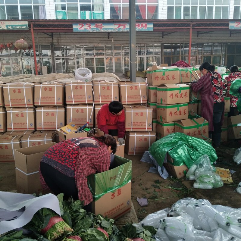 山东精品菠菜优质大叶菠菜产地直供价格便宜