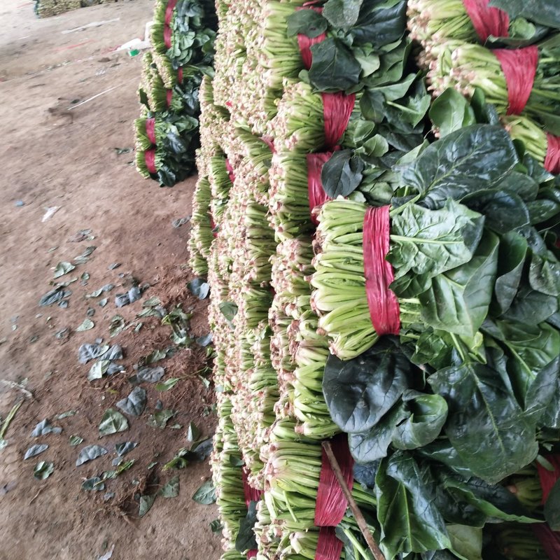 山东精品菠菜优质大叶菠菜产地直供价格便宜