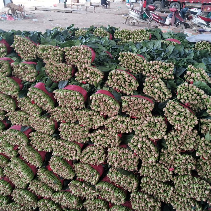 山东精品菠菜优质大叶菠菜产地直供价格便宜