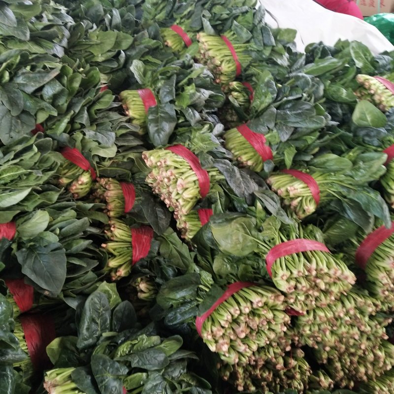 山东精品菠菜优质大叶菠菜产地直供价格便宜