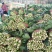山东精品菠菜优质大叶菠菜产地直供价格便宜