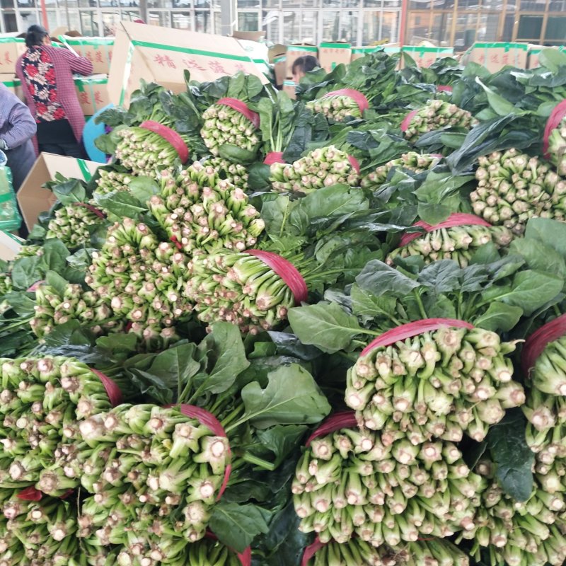 山东精品菠菜优质大叶菠菜产地直供价格便宜