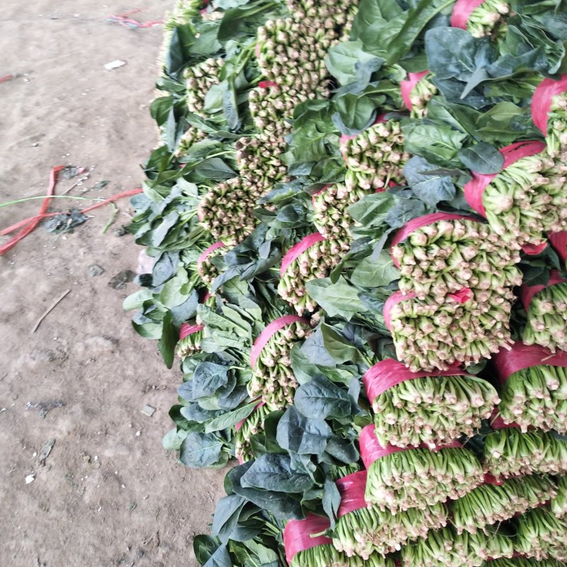 山东精品菠菜优质大叶菠菜产地直供价格便宜