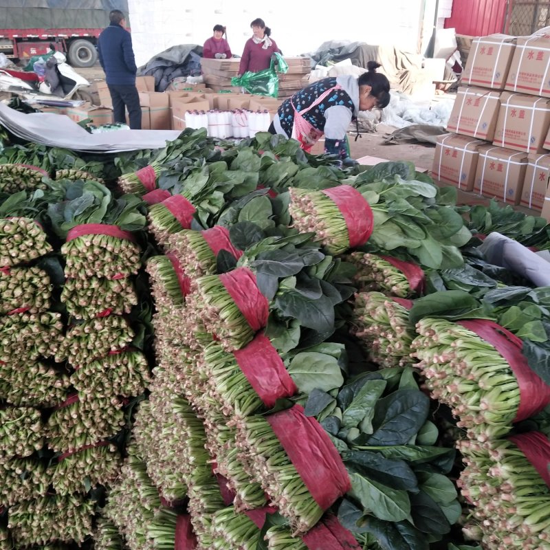 山东精品菠菜优质大叶菠菜产地直供价格便宜
