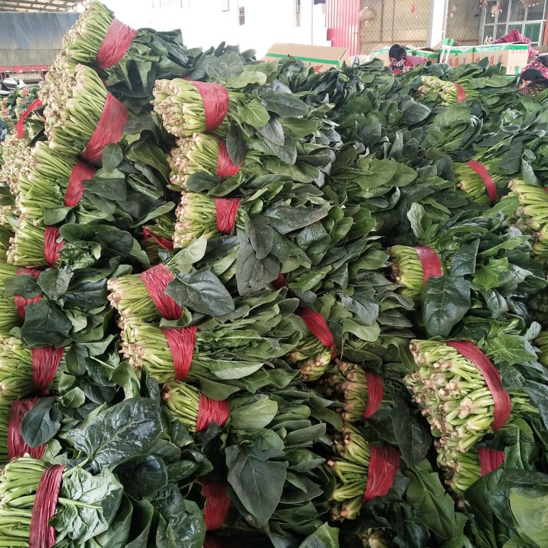 山东精品菠菜优质大叶菠菜产地直供价格便宜