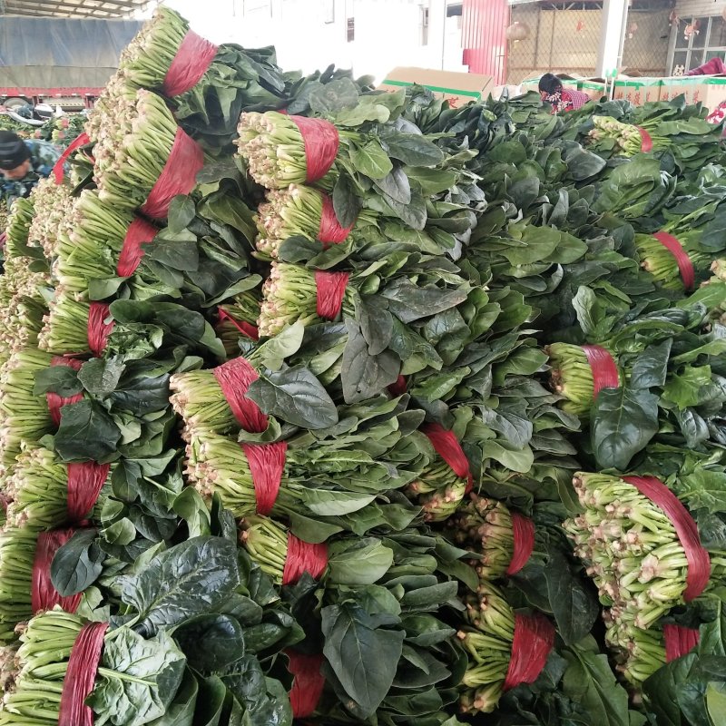 山东精品菠菜优质大叶菠菜产地直供价格便宜