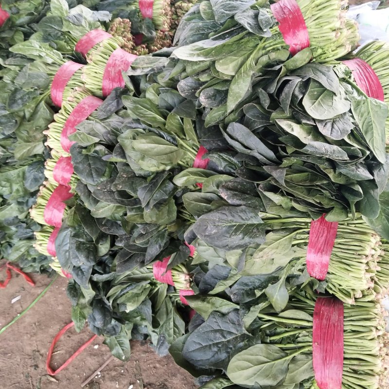 山东精品菠菜优质大叶菠菜产地直供价格便宜