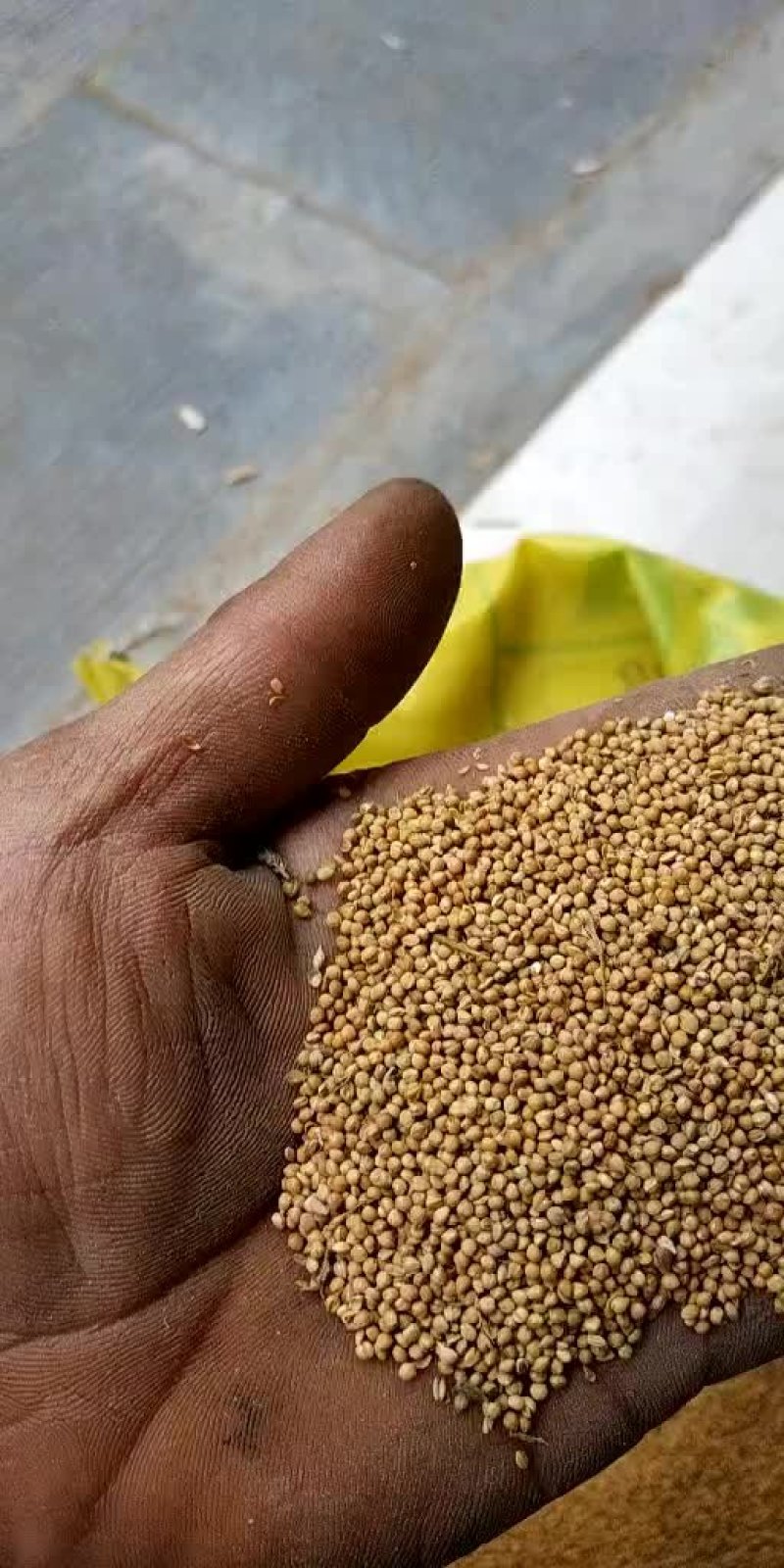红薯苗