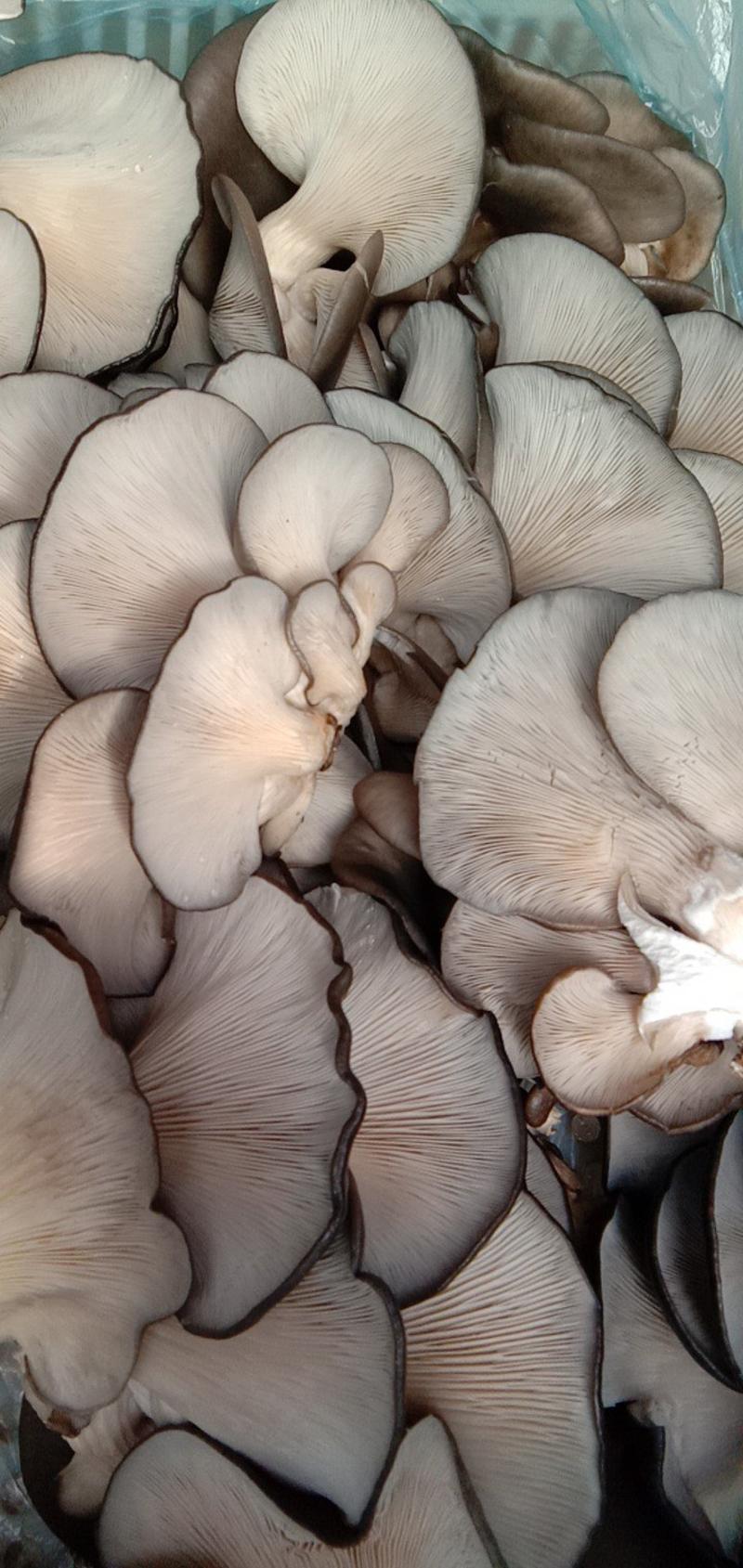 蘑菇平菇食用菌。干平菇鲜蘑菇鲜平菇干蘑菇