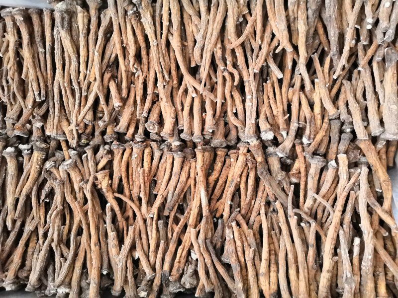 中药根茎类
