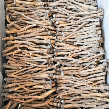 中药根茎类
