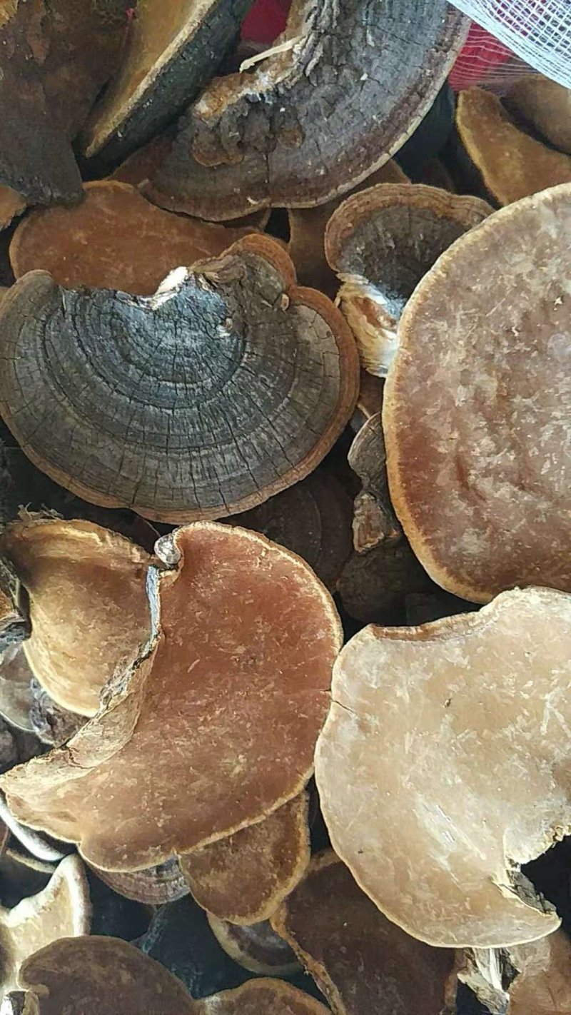 供暴马树黄