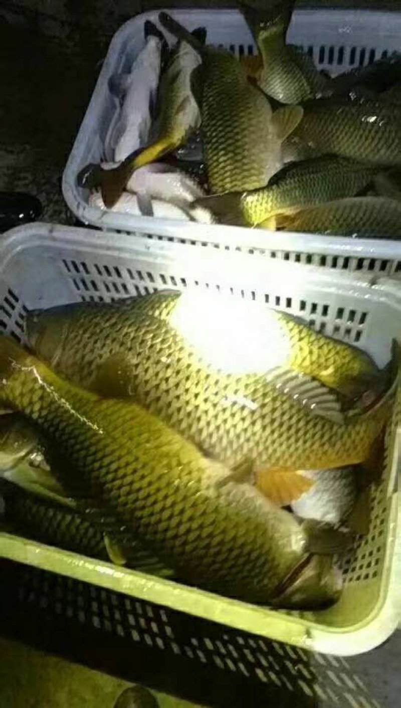 纯野黄河生大鲤鱼。
