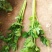山东高温棚芹菜大量上市，色泽绿无黄叶，品质好